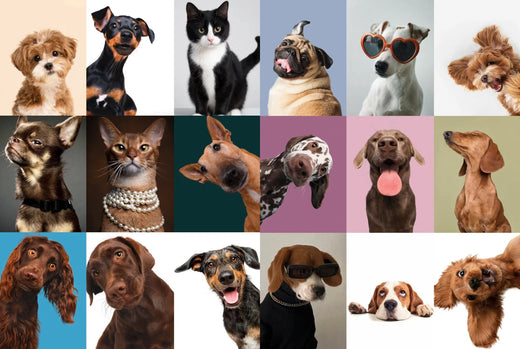 Dog and cat fashion Comfortable pet outfits