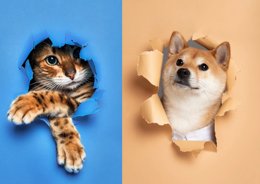Thoughtful Pet Accessories for Everyday Moments