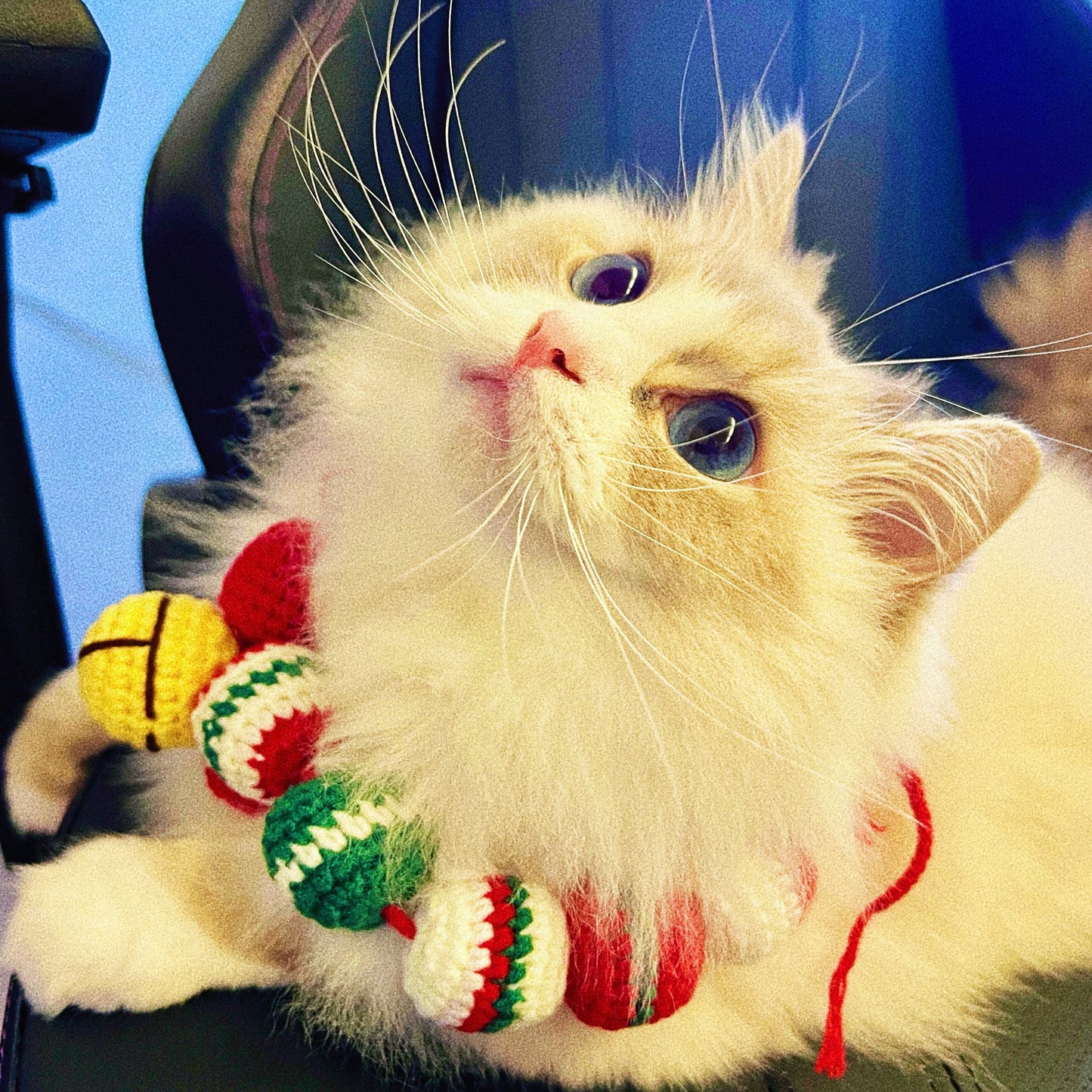 Christmas pet collar