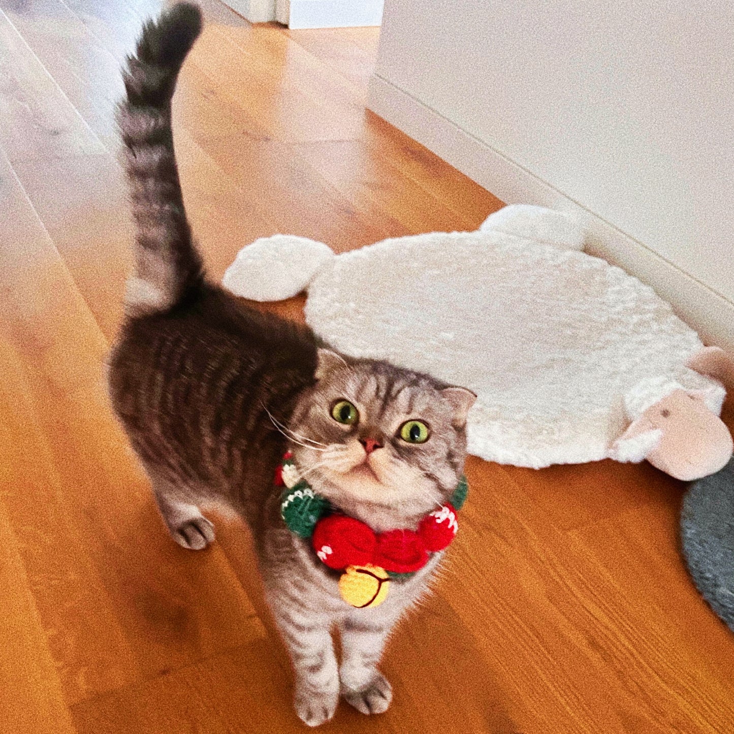 Christmas pet collar