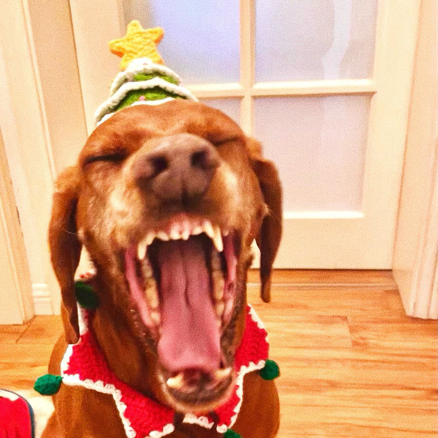 Pet Christmas hat