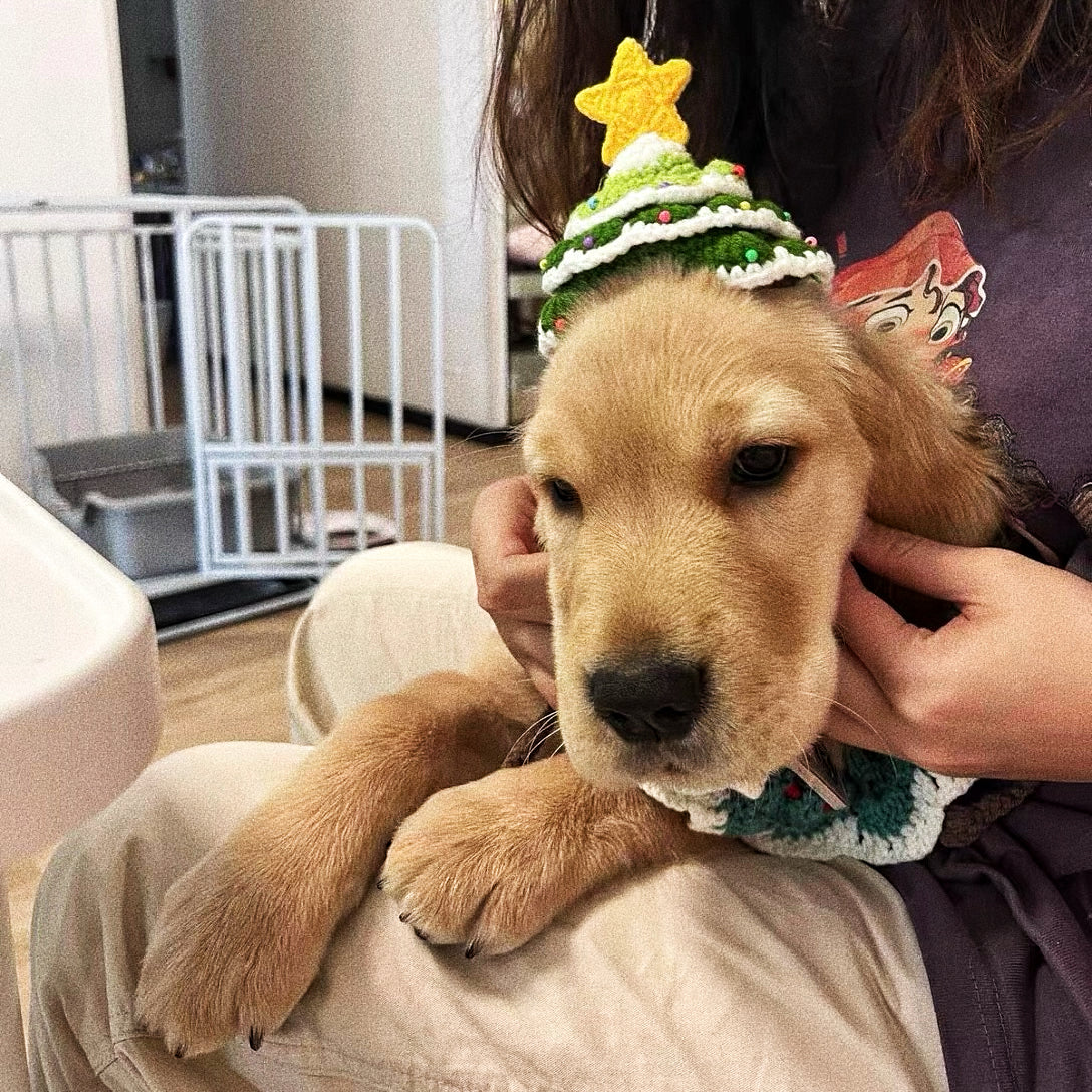 Pet Christmas hat