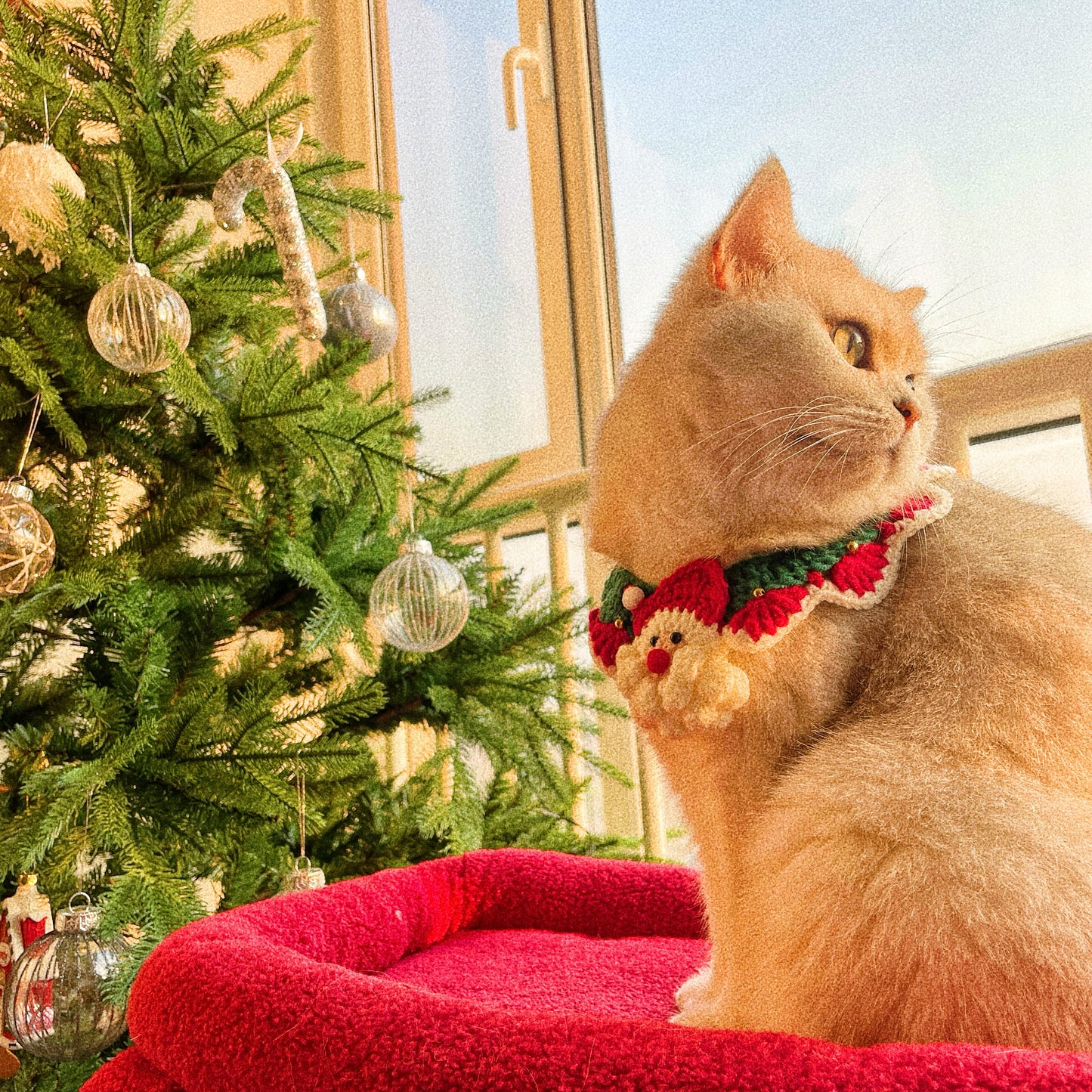 Christmas collar for pets