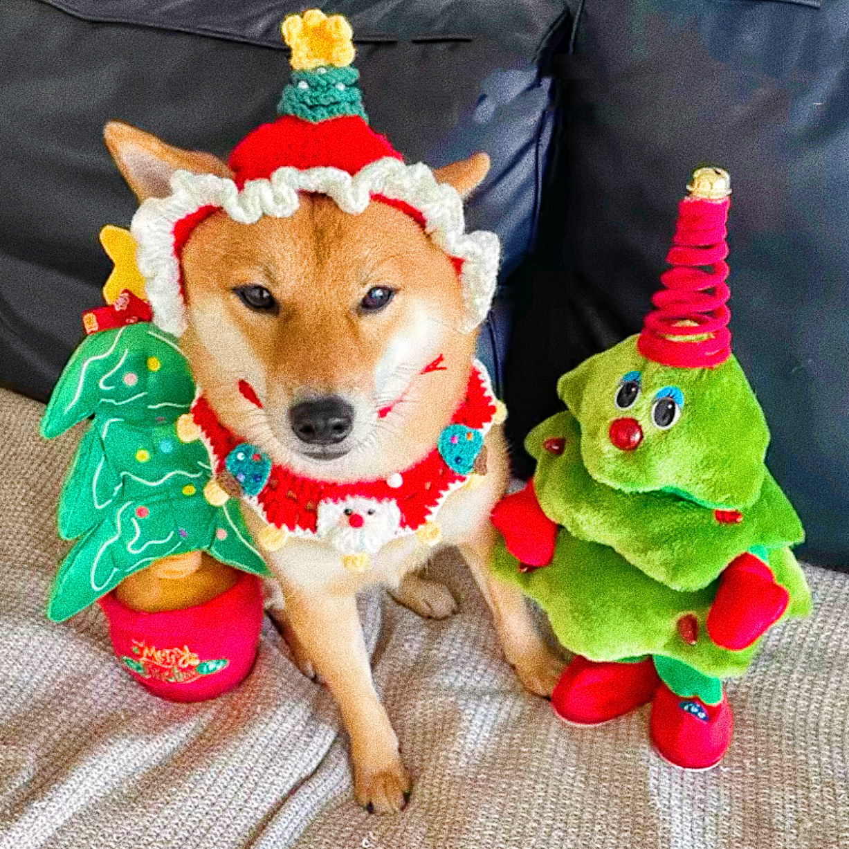 Christmas collar for pets