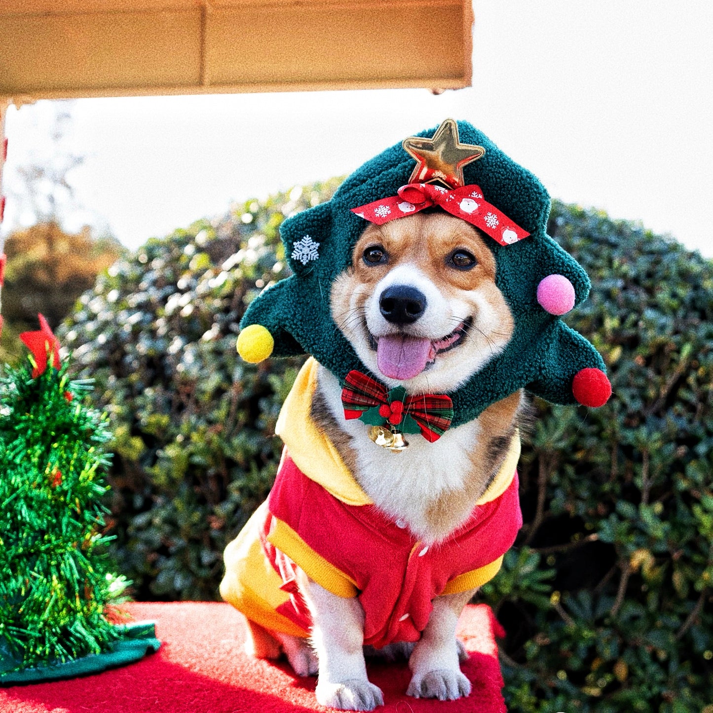 Pet Christmas hat