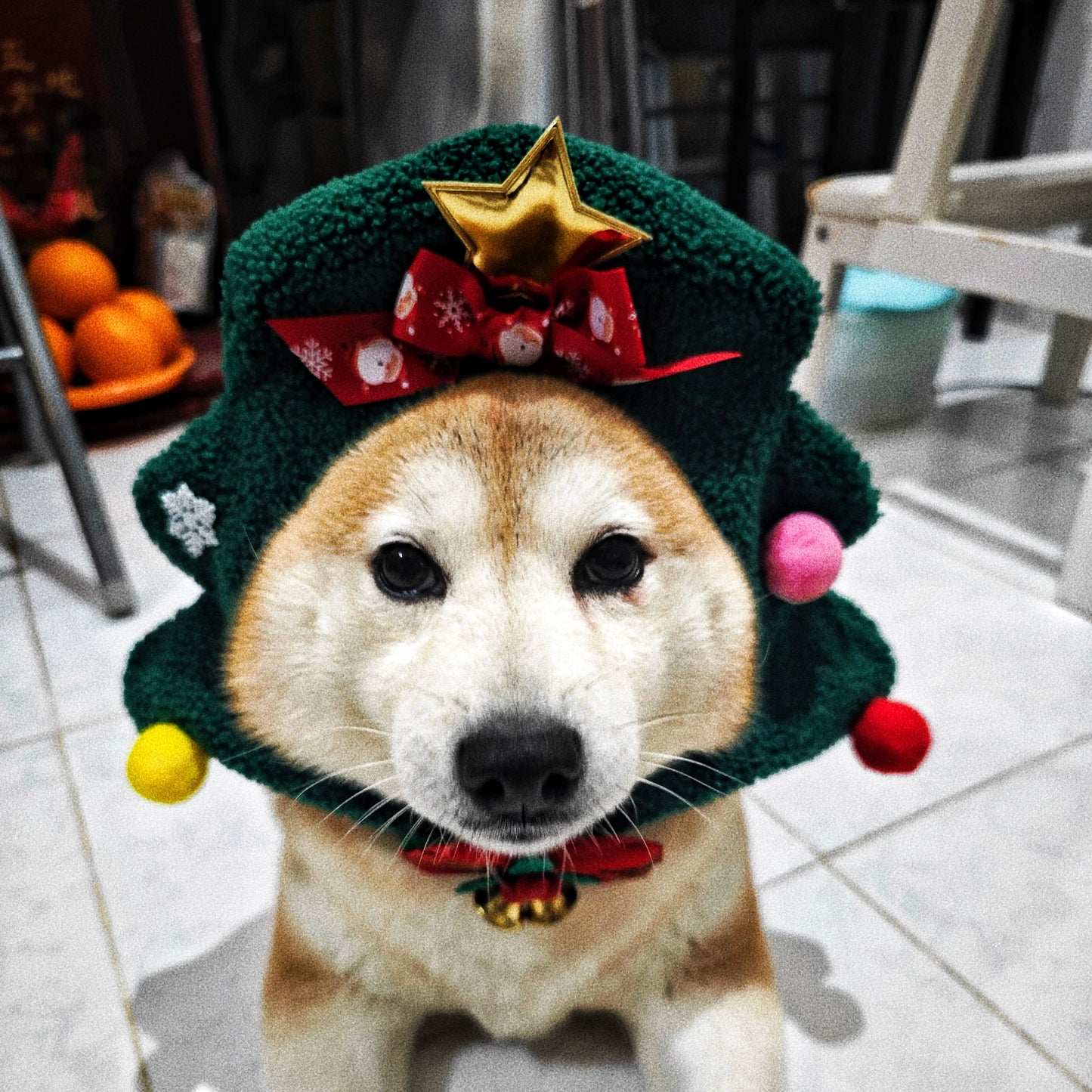 Pet Christmas hat