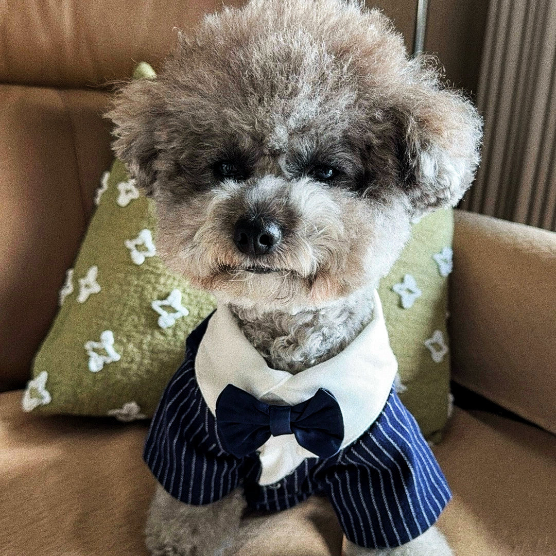 Male Dog Suit (Small Dog)