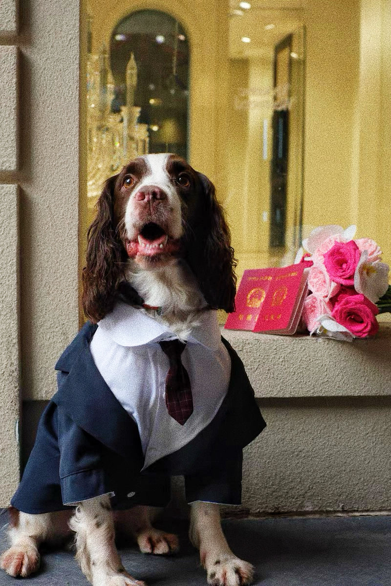 Male dog wedding suit