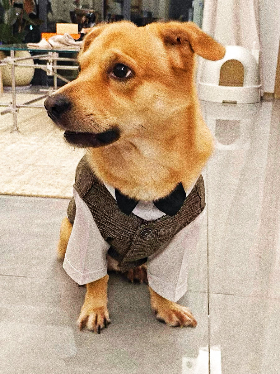 Male dog suit gentleman suit