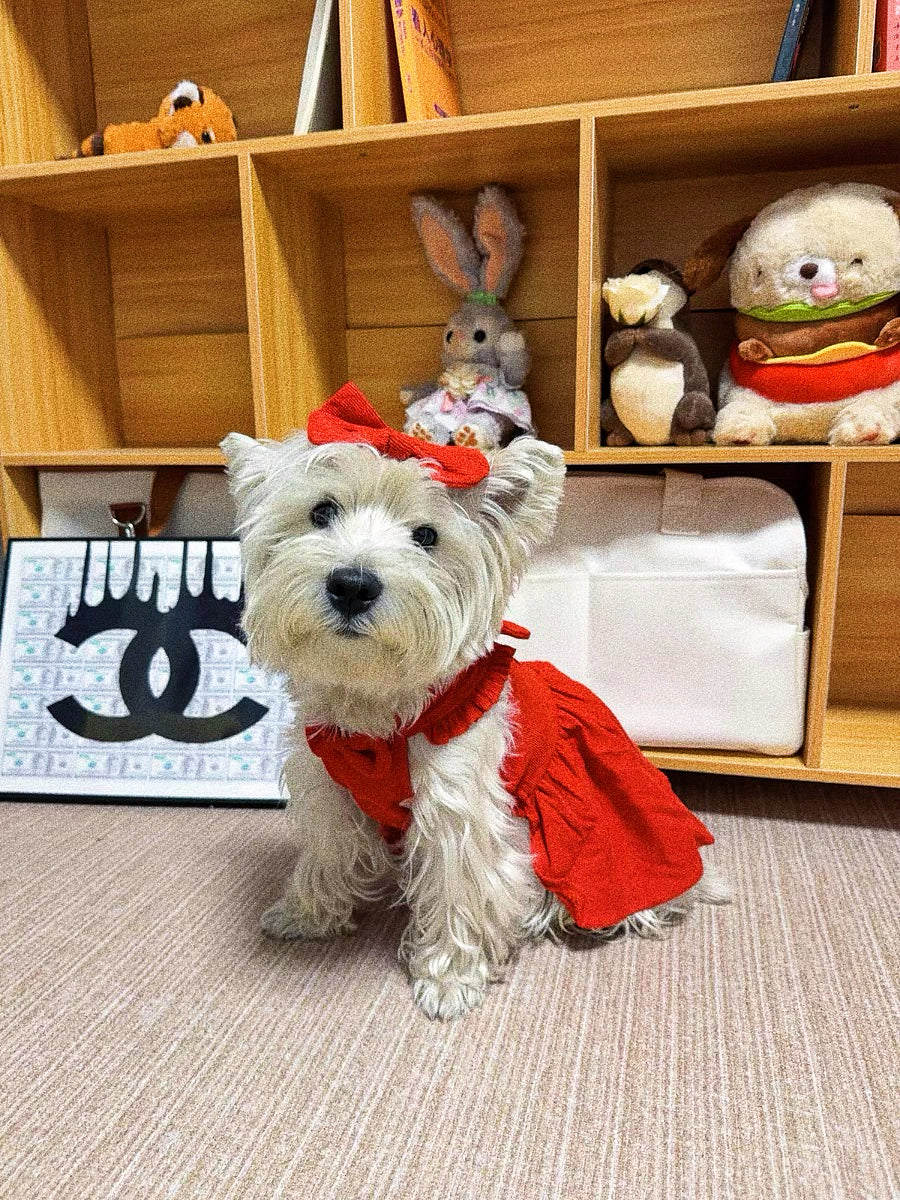 Pet's red Mickey Princess dress