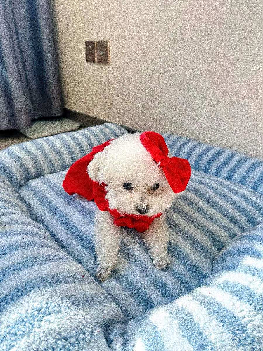 Pet's red Mickey Princess dress