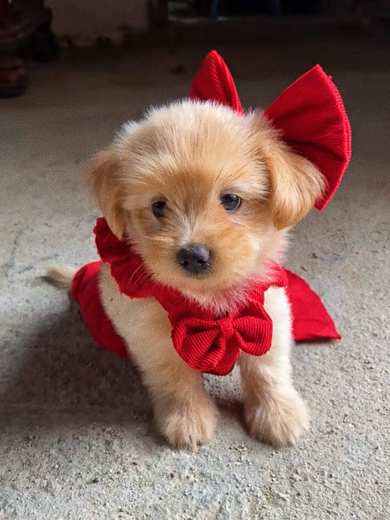 Pet's red Mickey Princess dress