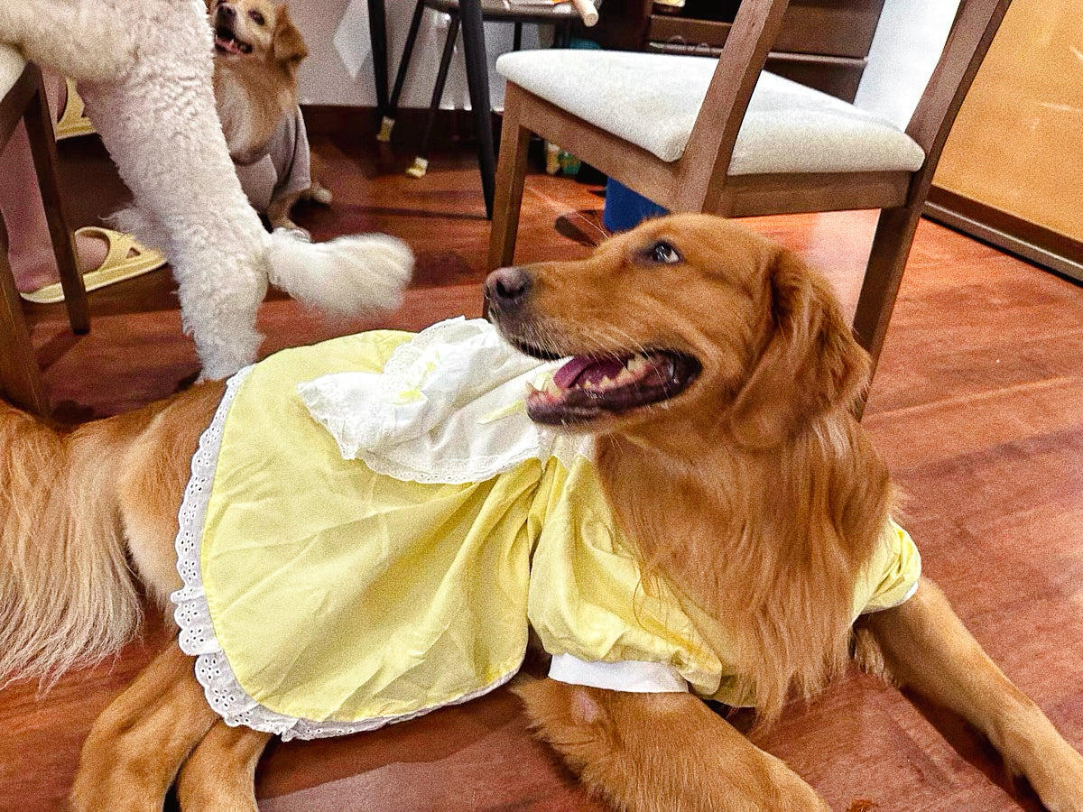 Lolita princess dress for pet dogs