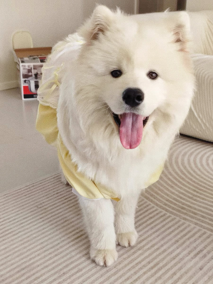Lolita princess dress for pet dogs