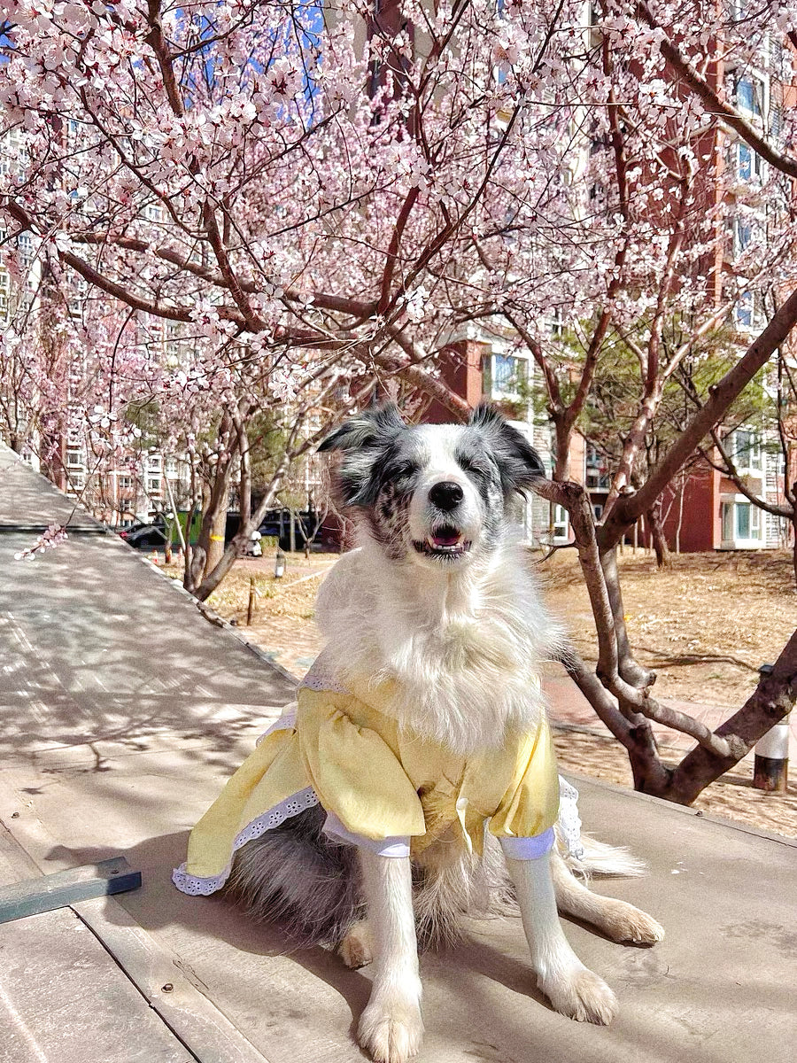 Lolita princess dress for pet dogs