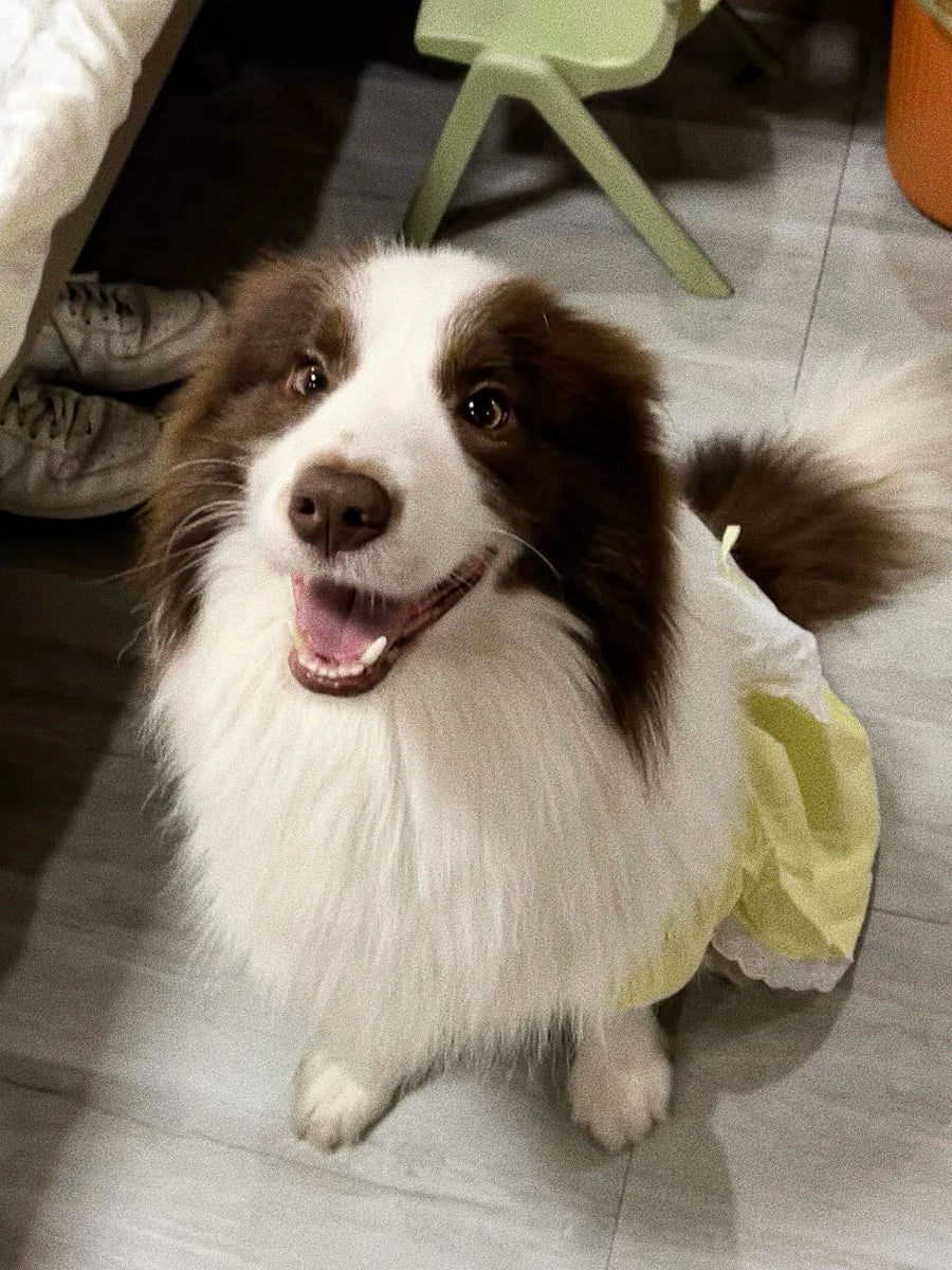 Lolita princess dress for pet dogs