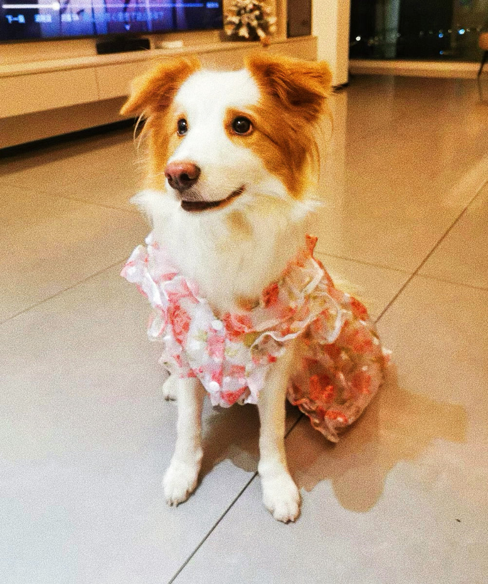 Flower lace dress for pet dog