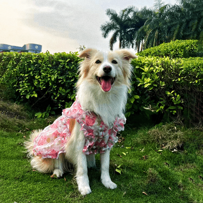 Flower lace dress for pet dog
