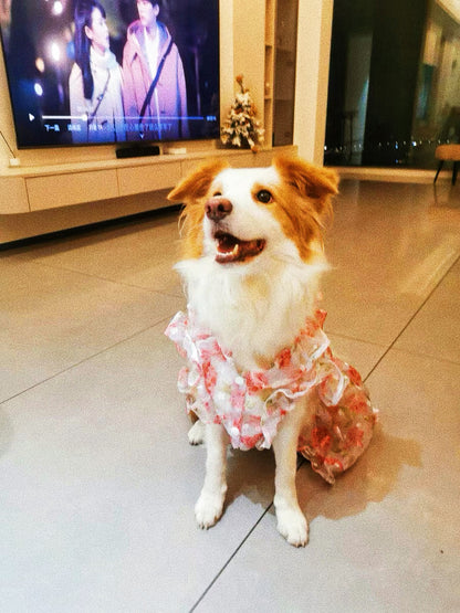 Flower lace dress for pet dog